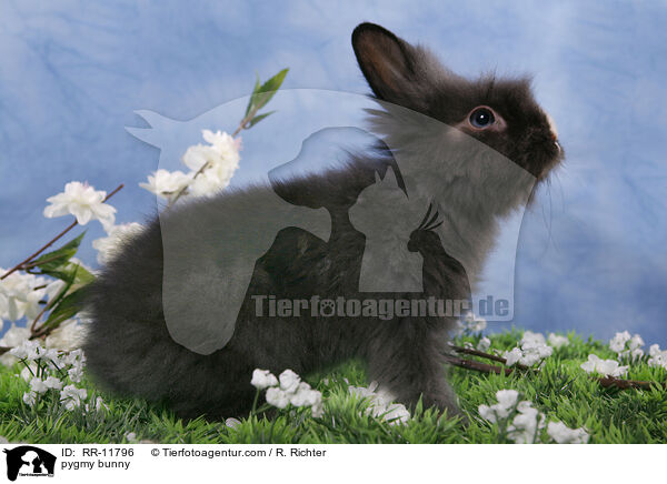 pygmy bunny / RR-11796