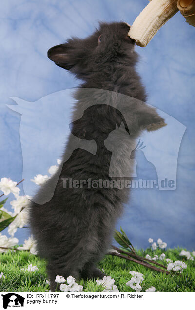 Lwenmhnenzwerg / pygmy bunny / RR-11797