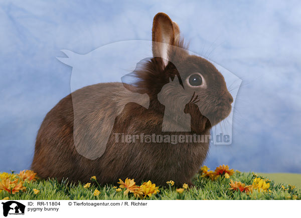 Lwenmhnenzwerg / pygmy bunny / RR-11804