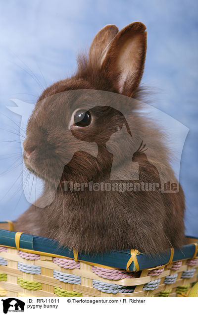 Lwenmhnenzwerg / pygmy bunny / RR-11811
