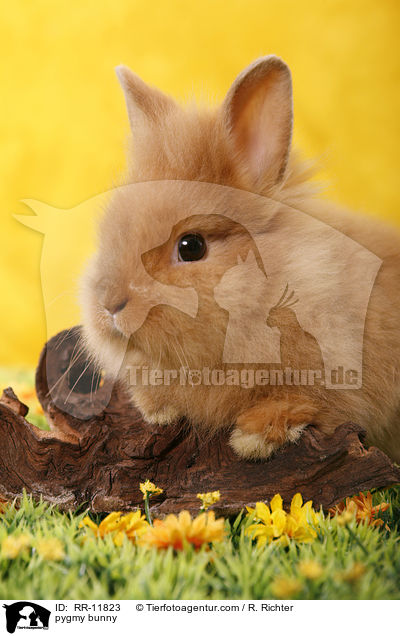 Lwenmhnenzwerg / pygmy bunny / RR-11823