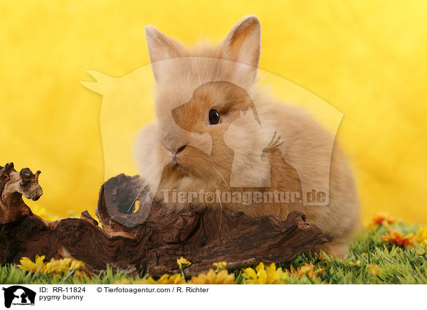 Lwenmhnenzwerg / pygmy bunny / RR-11824