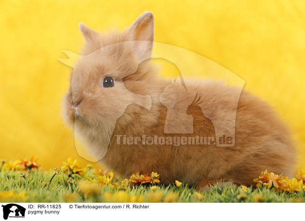 Lwenmhnenzwerg / pygmy bunny / RR-11825