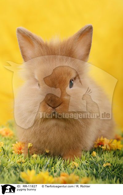 Lwenmhnenzwerg / pygmy bunny / RR-11827