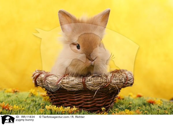 Lwenmhnenzwerg / pygmy bunny / RR-11834