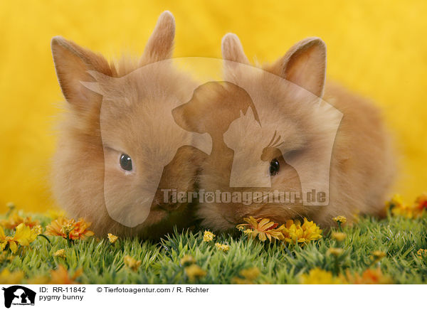 Lwenmhnenzwerg / pygmy bunny / RR-11842