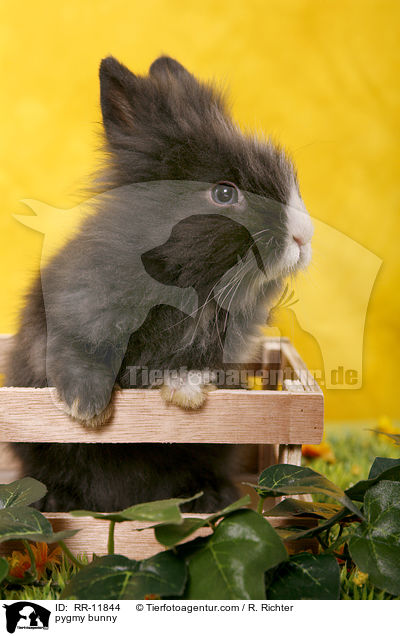 Lwenmhnenzwerg / pygmy bunny / RR-11844