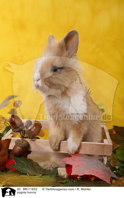 Lwenmhnenzwerg / pygmy bunny / RR-11852