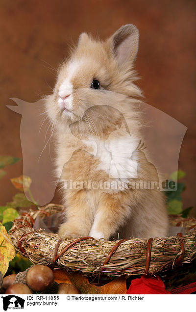 Lwenmhnenzwerg / pygmy bunny / RR-11855