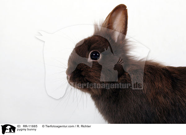 Lwenmhnenzwerg / pygmy bunny / RR-11885