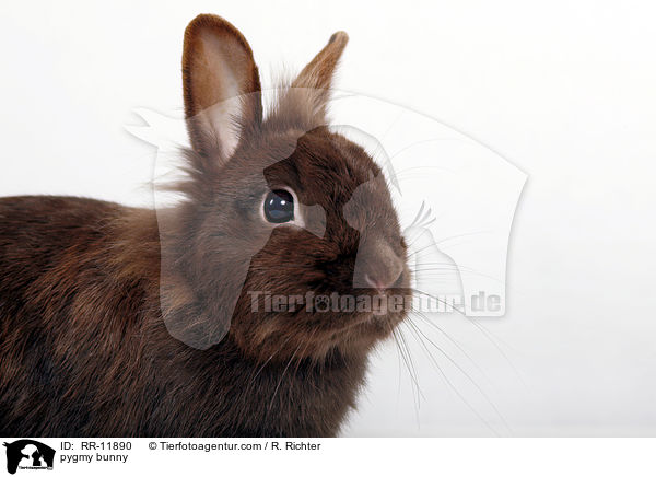 pygmy bunny / RR-11890