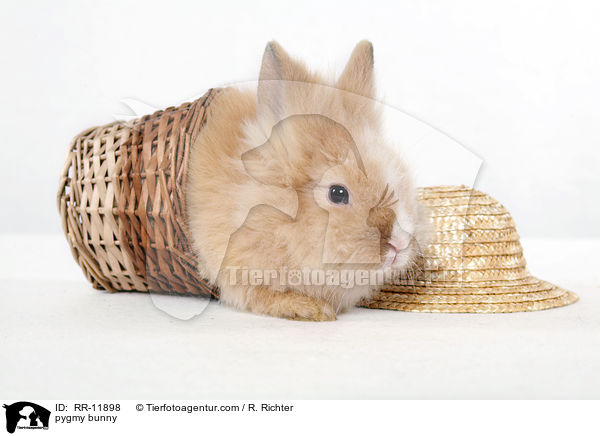 Lwenmhnenzwerg / pygmy bunny / RR-11898