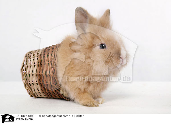 Lwenmhnenzwerg / pygmy bunny / RR-11899