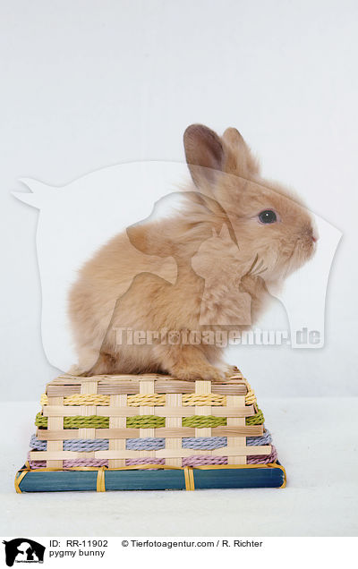 Lwenmhnenzwerg / pygmy bunny / RR-11902