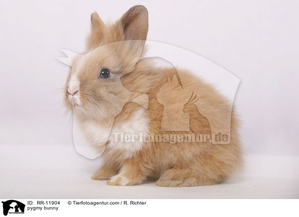Lwenmhnenzwerg / pygmy bunny / RR-11904