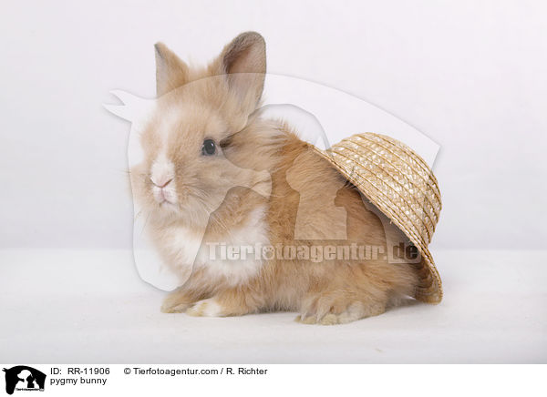 Lwenmhnenzwerg / pygmy bunny / RR-11906