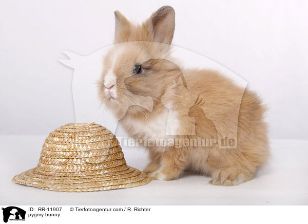 Lwenmhnenzwerg / pygmy bunny / RR-11907