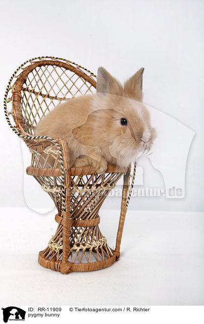 Lwenmhnenzwerg / pygmy bunny / RR-11909