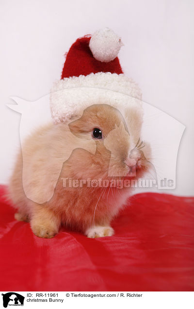 Weihnachtshase / christmas Bunny / RR-11961