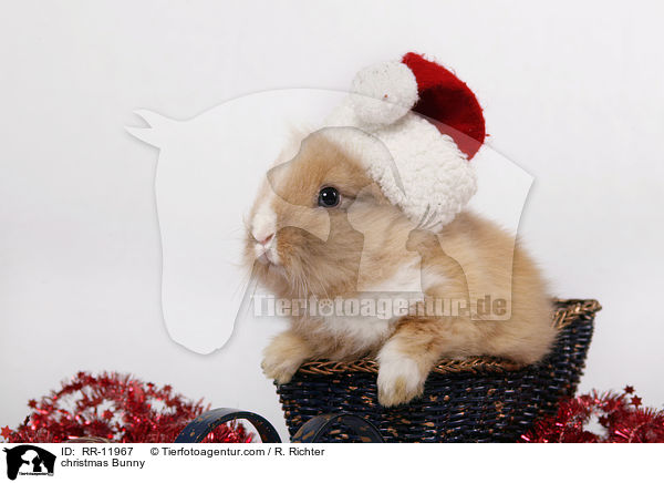 Weihnachtshase / christmas Bunny / RR-11967