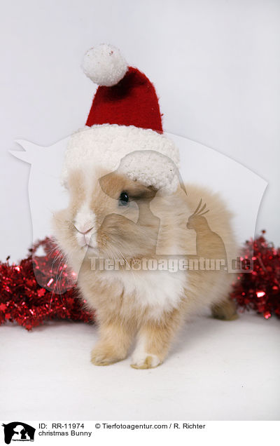 Weihnachtshase / christmas Bunny / RR-11974