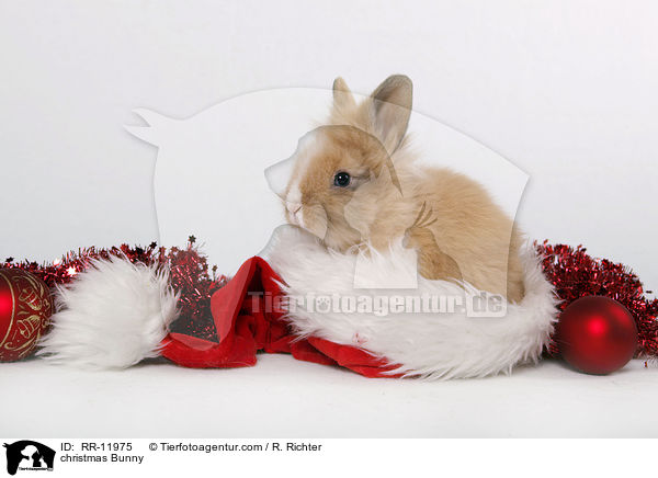 christmas Bunny / RR-11975