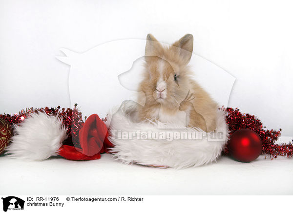 christmas Bunny / RR-11976
