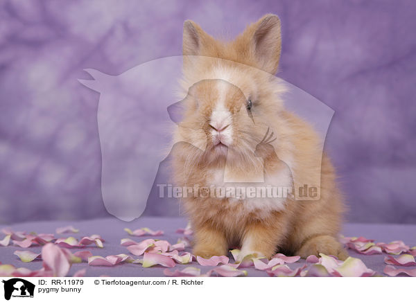 Lwenmhnenzwerg / pygmy bunny / RR-11979
