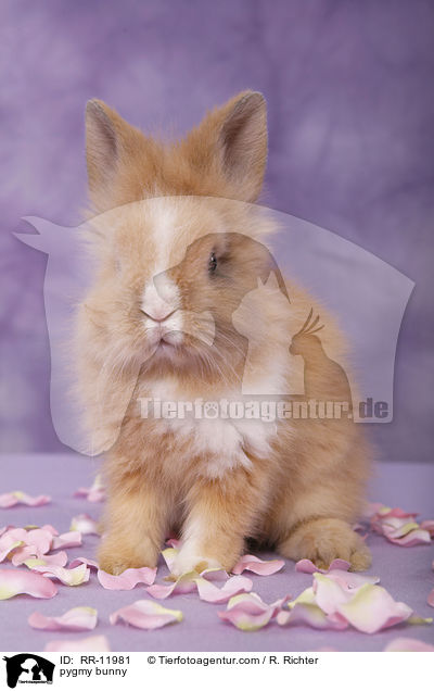 Lwenmhnenzwerg / pygmy bunny / RR-11981