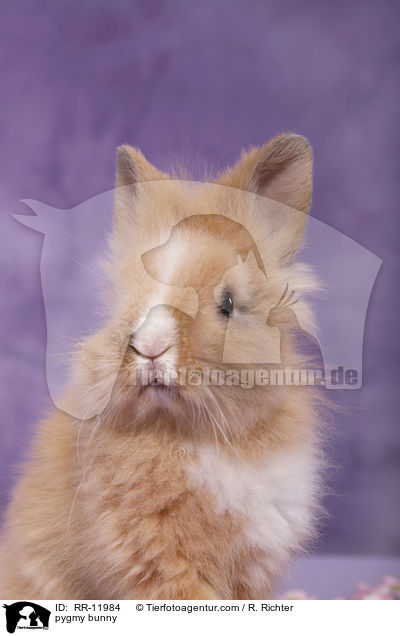 Lwenmhnenzwerg / pygmy bunny / RR-11984