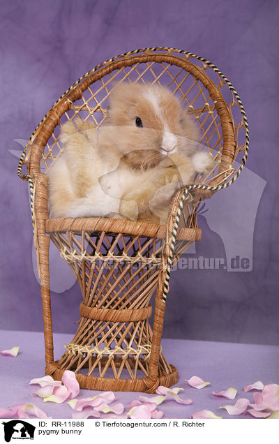 Lwenmhnenzwerg / pygmy bunny / RR-11988