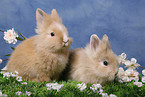 pygmy bunnys