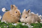 pygmy bunnys