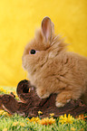 pygmy bunny