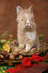 pygmy bunny