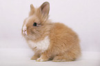 pygmy bunny