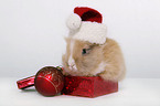 christmas Bunny