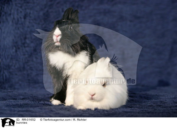 bunnies / RR-01652