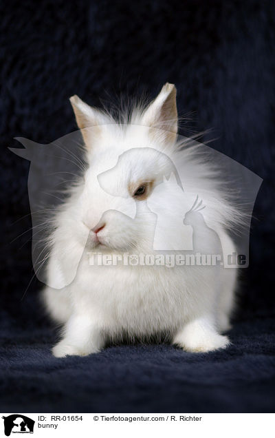 bunny / RR-01654
