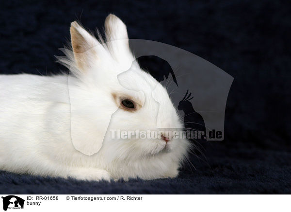 Lwenkpfchen / bunny / RR-01658