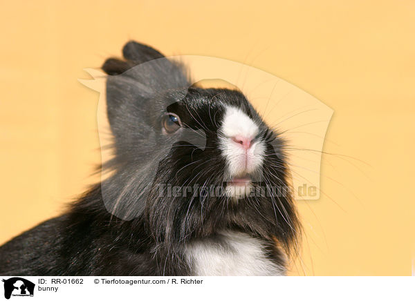 Lwenkpfchen / bunny / RR-01662