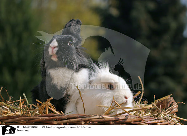 Lwenkpfchen / bunnies / RR-01669