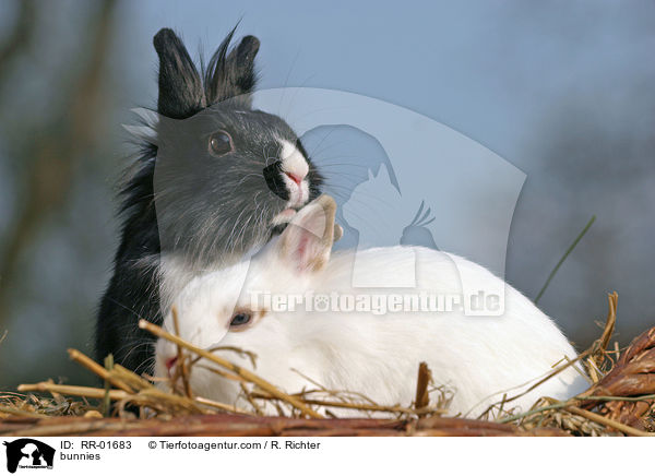 Lwenkpfchen / bunnies / RR-01683