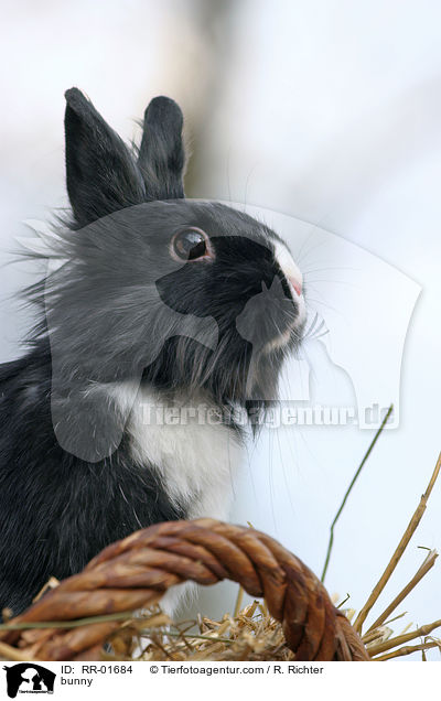 Lwenkpfchen / bunny / RR-01684