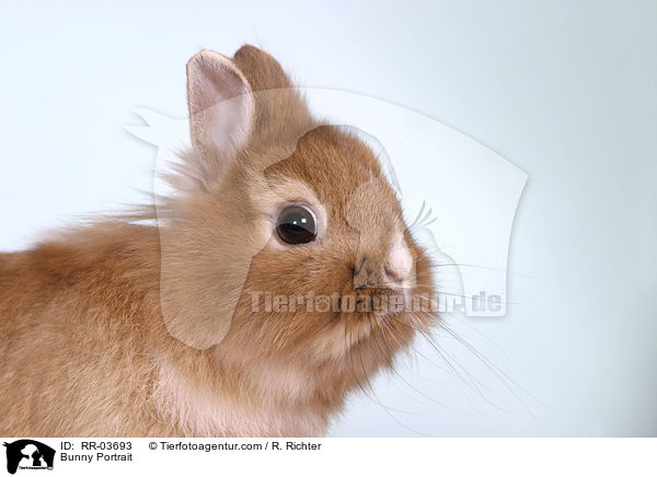 Lwenkpfchen / Bunny Portrait / RR-03693