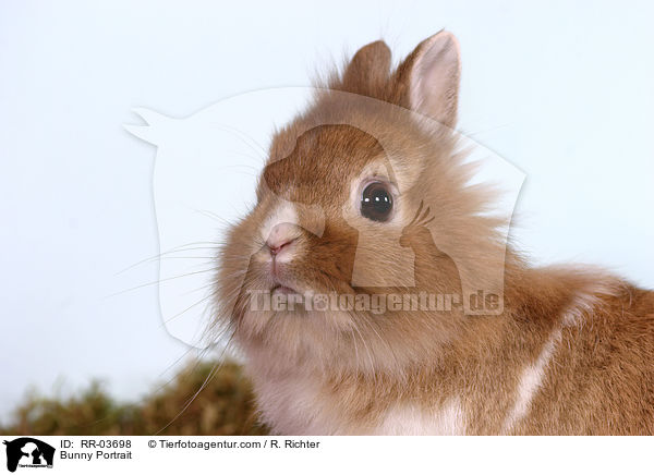 Lwenkpfchen / Bunny Portrait / RR-03698