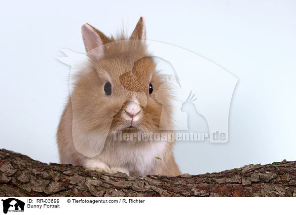Lwenkpfchen / Bunny Portrait / RR-03699