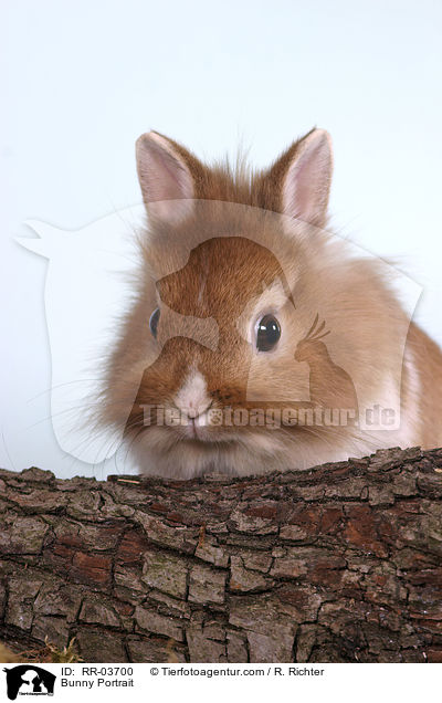 Lwenkpfchen / Bunny Portrait / RR-03700