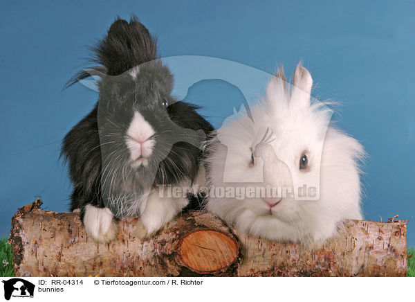 Lwenkpfchen / bunnies / RR-04314
