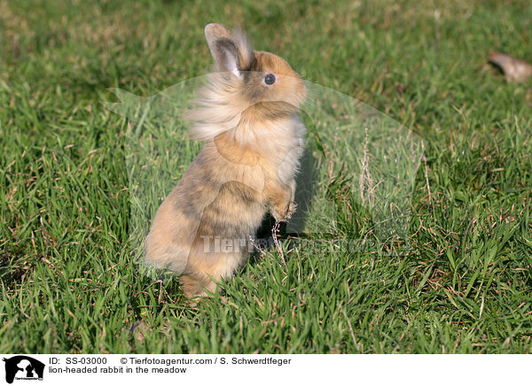 Lwenkpfchen auf der Wiese / lion-headed rabbit in the meadow / SS-03000